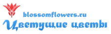 Логотип компании Блоссом