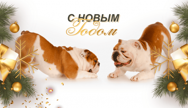 Логотип компании Dog-Food - мясо для собак