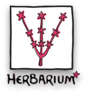 Логотип компании Herbarium